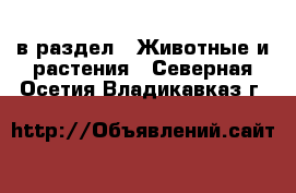  в раздел : Животные и растения . Северная Осетия,Владикавказ г.